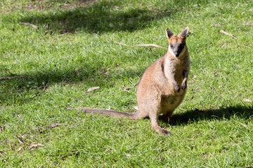 the female swamp wallaby  is on the grass