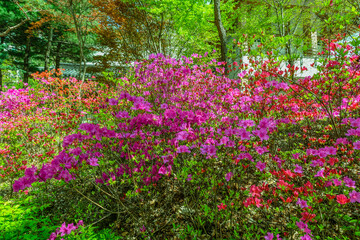 Red and purple spring flowers
