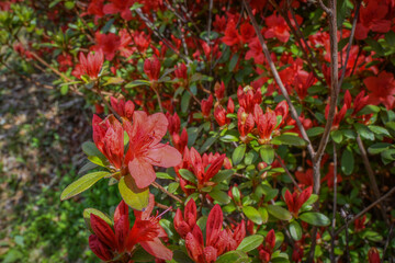Fototapeta premium Beautiful red spring flowers