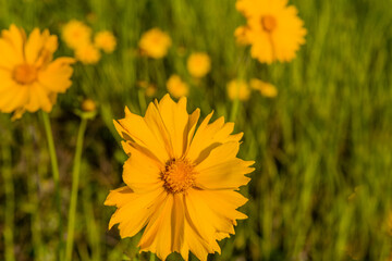 Closeup of beautiful yellow flower