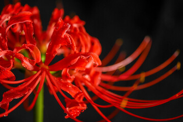 黒背景の彼岸花・水滴付き04