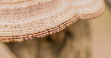 Edge of shelf mushroom