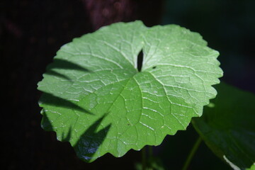 Leaves after the rain