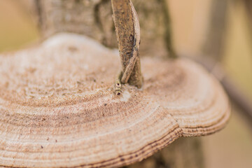 Branch through a mushroom