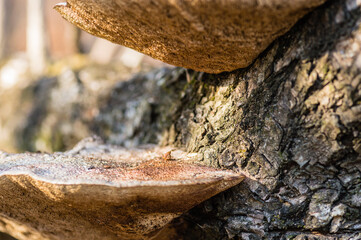 Large white shelf mushroom