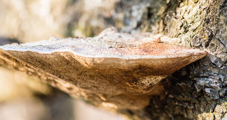 Large white shelf mushroom