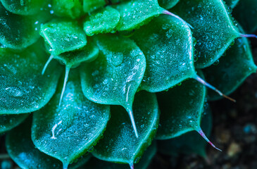 Obraz premium Macro of blue green succulent cactus