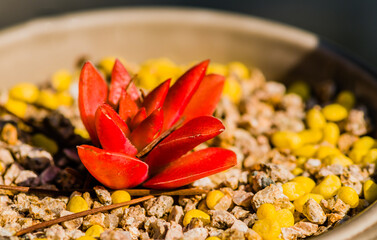 Closeup of red succulent cactus