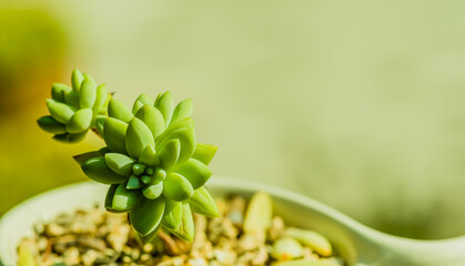 Closeup of green succulent cactus