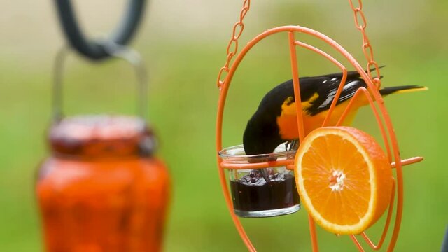 Baltimore Oriole on feeder eating grape jelly
