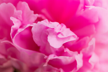 Soft floral pink abstract background. Macro blur flower. Pink peony