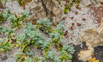 Collection of succulent cacti