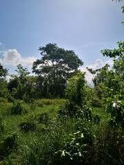 Fototapeta premium trees and clouds