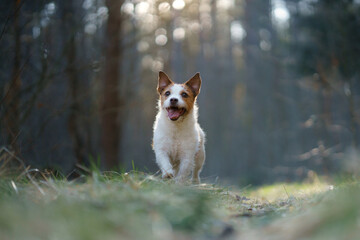 dog in the forest. Jack Russell Terrier in woods