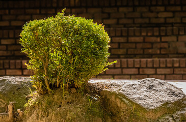 Small green bush growing beside boulders