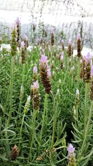 colorful of fresh flower in the garden