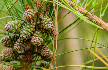 Closeup of baby pine cones