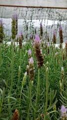 colorful of fresh flower in the garden