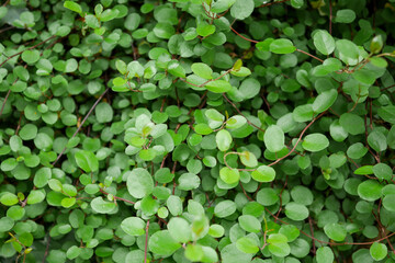 庭に茂るワイヤープランツ03