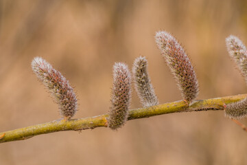Rose-Gold seeds