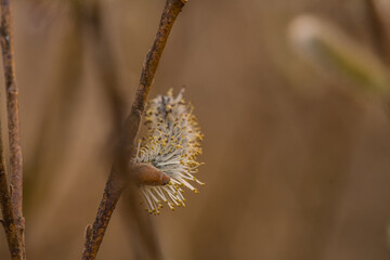 America Pussy Willow seeds