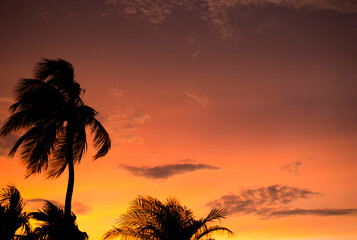 Obraz na płótnie Canvas sunset palms sky beach sun orange clouds beautiful