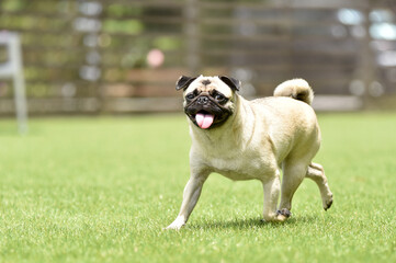 Obraz premium ドッグランで遊ぶパグ