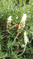 colorful of fresh flower in the garden