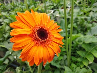 colorful of fresh flower in the garden