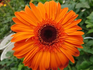 colorful of fresh flower in the garden