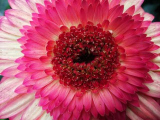 colorful of fresh flower in the garden