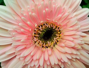 colorful of fresh flower in the garden