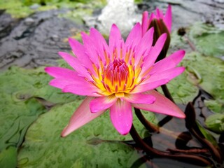 colorful of fresh flower in the garden