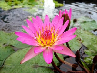 colorful of fresh flower in the garden