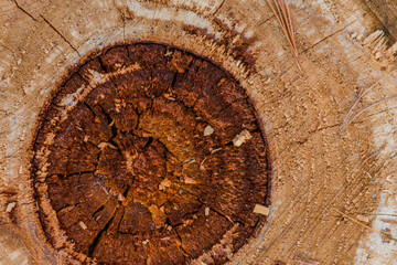 Center rings of tree stump