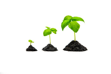 Three isolated separate basil sprouts in a piles of soil. White background.