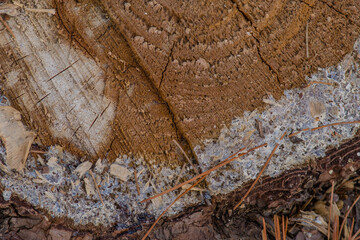White resin on tree trunk