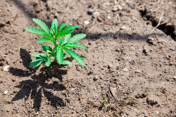 A young hemp cannabis marihuana Bush on the ground. space for text. The view from the side.