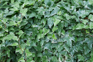 庭のアイビー04