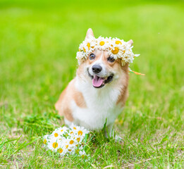 Pembroke welsh corgi puppy wearing wreath of daisies sits on green summer grass with bouquet