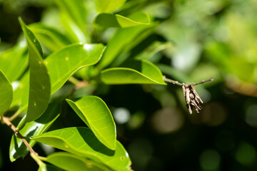 Obraz premium ミノムシがついた葉っぱ