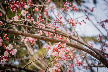 Closeup of young cherry blossoms