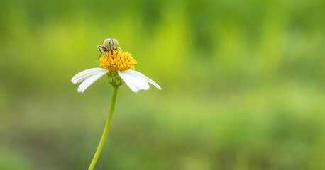 Beautiful view of a hover fly resting on daisy flowers