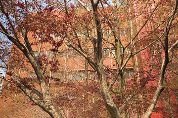 Maple tree hiding red brick building