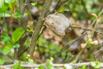 camellia japonica seedpod on branch