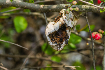 Camellia japonica after bursting open