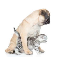 Pug puppy and tiny scottish kitten look away together on empty space. Isolated on white background