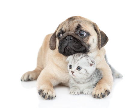 Pug puppy embraces tiny kitten. Pets look away together on empty space. isolated on white background