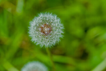 Beautiful dandelion seed head