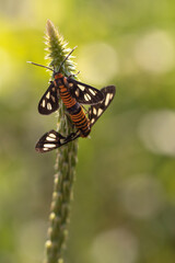 Wasp Moth is Mating in The Morning. Beauty Nature in Macro 